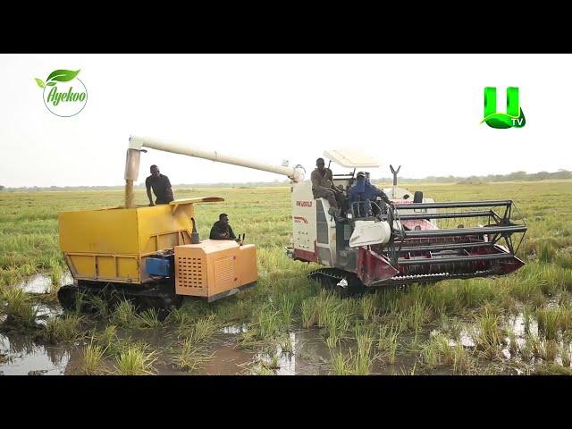 AYEKOO: LARGE-SCALE RICE FARM OF HON. MINTAH AKANDOR, MP FOR JUABOSO