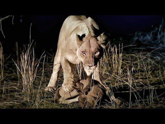 Why Is The Lioness The Real Queen of The Savannah? | WildLife Documentary | with subtitles