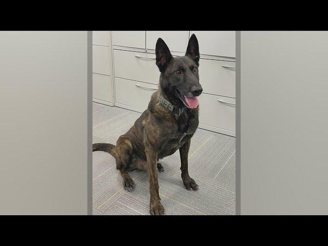 K9 Nemo retiring from Lee County Sheriff's Department