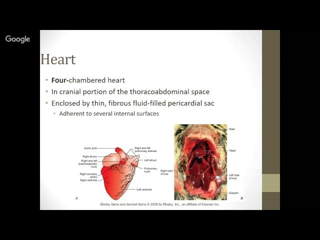 Avian Anatomy and Physiology, Common Diseases