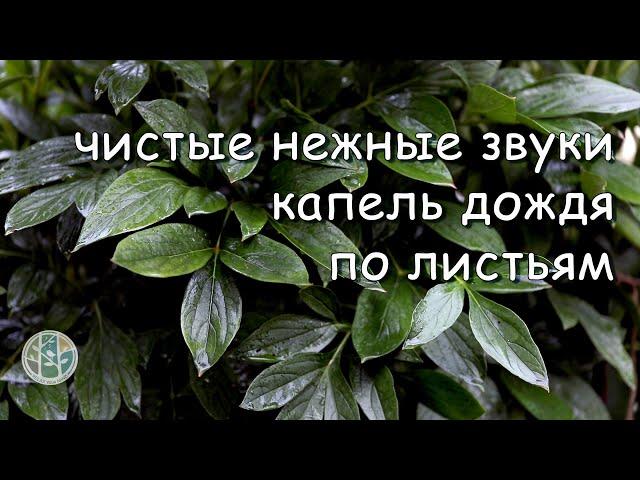 Вы быстро заснете под  нежный звук капель дождя по листьям в саду