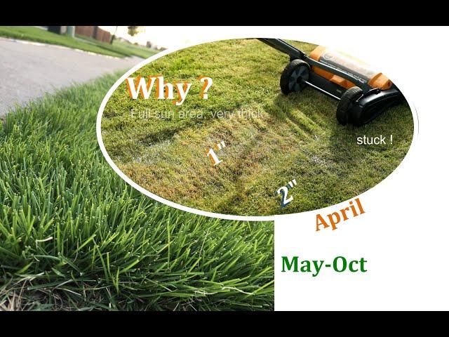 Lawn Care in Spring | Scalping My Zoysia Lawn | Why and How | Texas | DIY Lawn