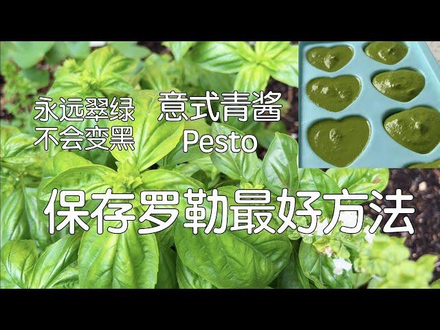 【蔬果存贮Basil】丰收的罗勒做成美味碧绿意式青酱Pesto，这样保存可以吃大半年｜怎样做出不会变黑的完美青酱｜Perfect Pesto Without Turning Black/Brown