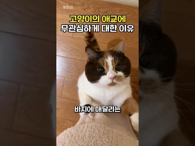 집사가 고양이의 애교에 무관심하게 대한 이유