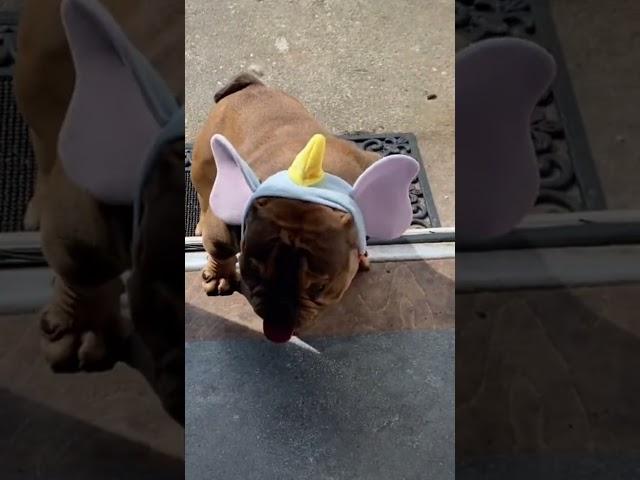 ️#animalshorts #petshorts #shorts #youtubeshorts #shortsvideo #petsio