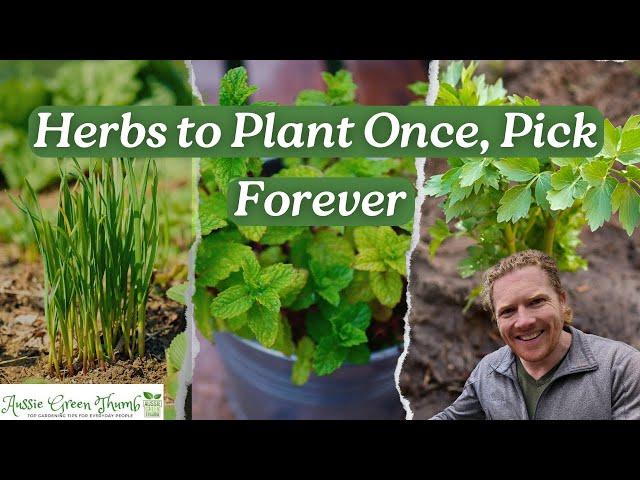 14 Incredible Herbs You Only Plant Once! Plant Once, Pick Forever! Part 2