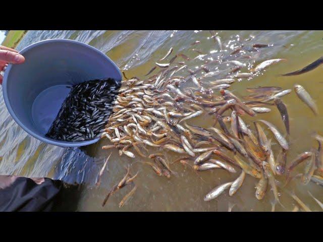 Stocking our pond with 5,000 fish!