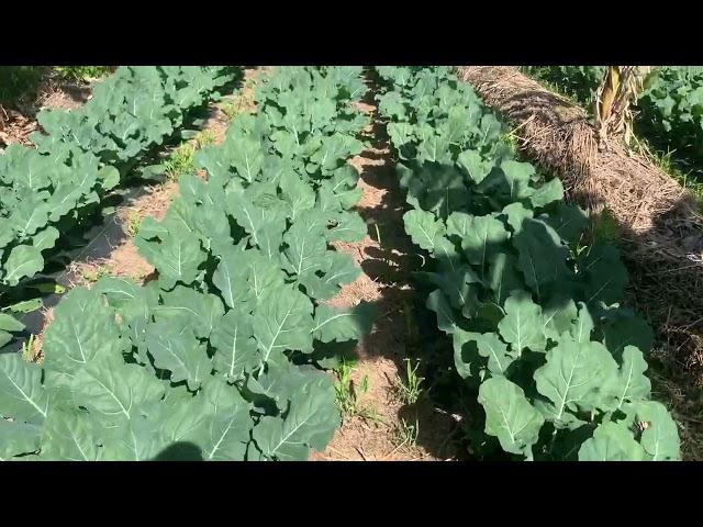 Syntropic Agroforestry in Australia: Video 54: What to grow in between tree rows