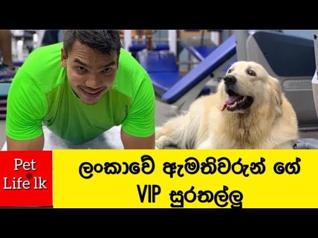 Sri Lankan Politicians Pet animals and dogs 2021| VIP dogs