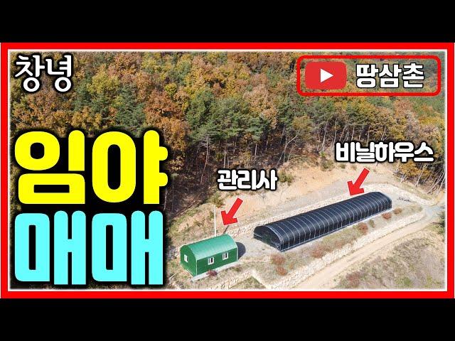 수도, 전기 준비된 창녕 임야 매매 42,645㎡ (12,900평) #임야 #산