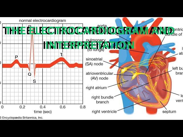 ECG/EKG Interpretation Made Easy! | Electrocardiogram Explained for Medical & Nursing Students