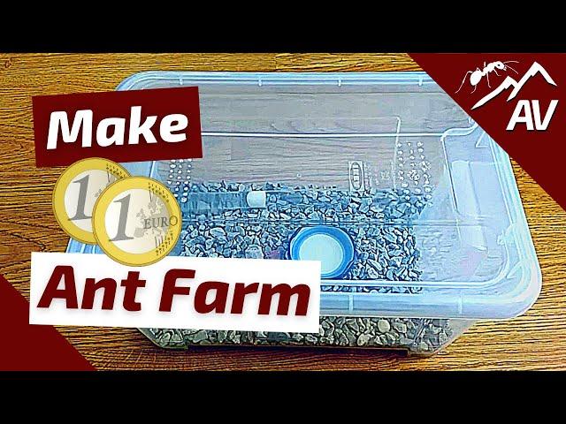 How to Build an Ant Farm | Budget Formicarium - Fast, Cheap & Easy!
