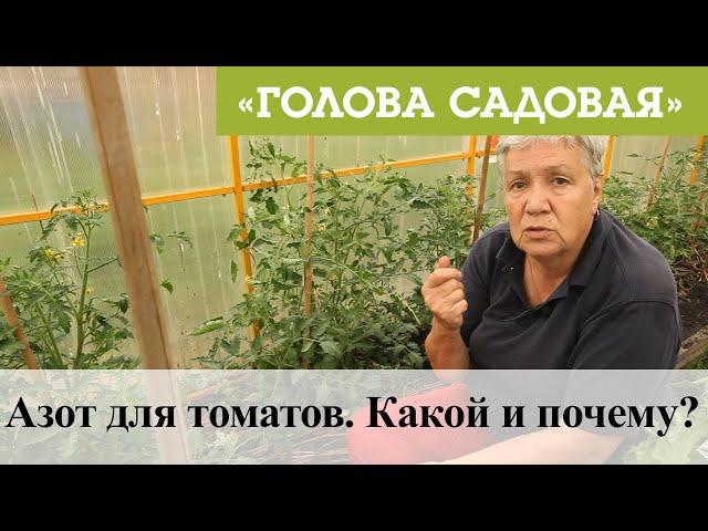 Голова садовая - Азот для томатов. Какой и почему?