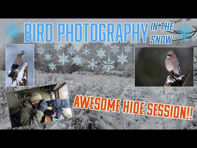 SURPRISE SNOW!!! Winter Jays Caught on Camera!