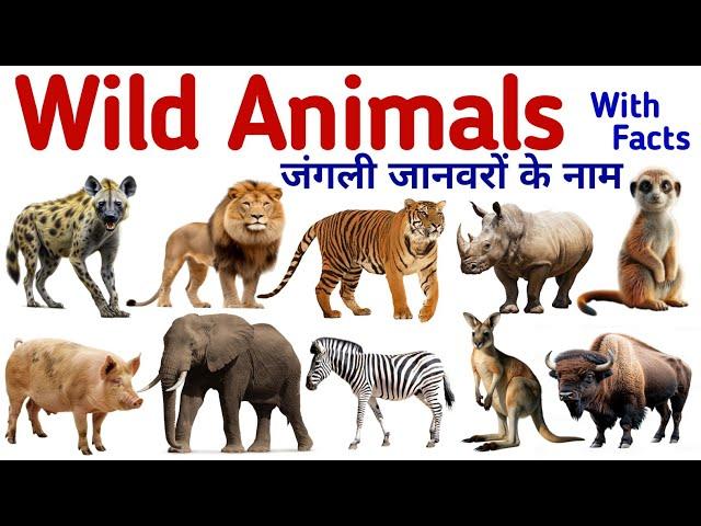 Animals Name | Wild Animals Name in Hindi and English with pictures| जंगली जानवरों के नाम