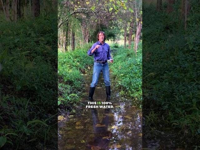 Permaculture strategies for capturing and utilizing water in arid landscapes #permaculture