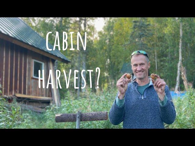 Harvesting Gold: Blueberries & Potatoes from Our Off-Grid Cabin in Alaska!