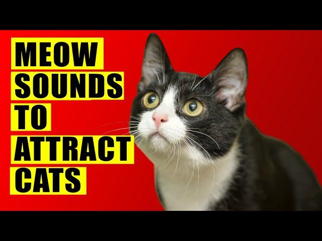 Meows to ATTRACT Cats (Meow Sounds to Attract Cats). Cats Meowing Sound Effects. Kitten Sounds