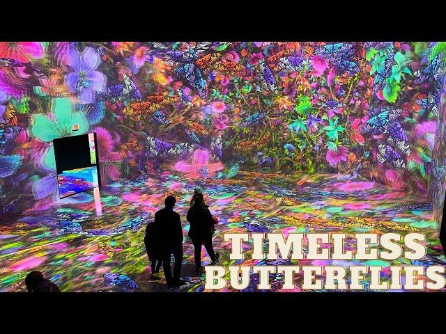 ARTECHOUSE PIXELBLOOM : Timeless Butterflies Washington DC in 4K 2023