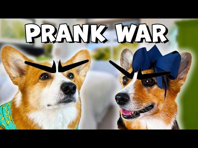 CORGI PRANK WAR | Hammy & Olivia Compilation