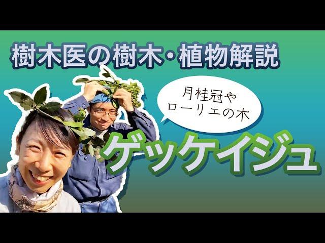 樹木医の樹木・植物紹介【月桂樹】