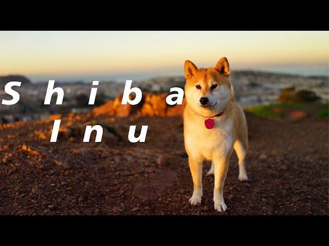 معرفی نژاد شیبا اینو Shiba Inu