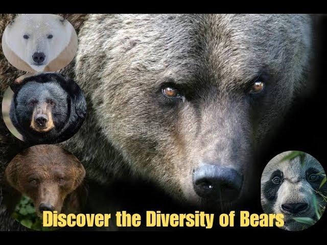 species of Bears and Their Unique Habitats: Grizzly, Polar, Pandas and Black Bears Explained.