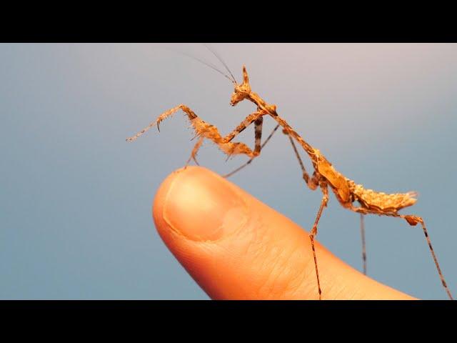 Raising a Deadly Praying Mantis (First 100 days)