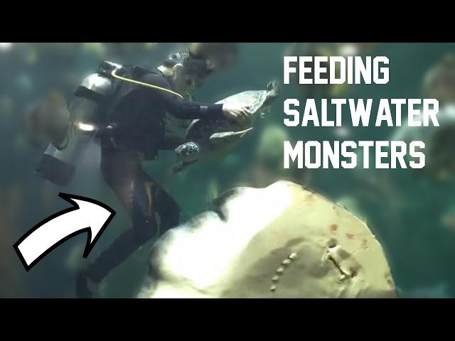 MONSTER SALTWATER FISHTANK FEEDING (prod. by LEON / Vid. by dbuulik)