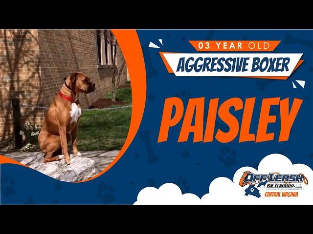 3 Yr. Old Aggressive Boxer (Paisley) | Best Dog Trainers in Richmond! | Dog Training Richmond