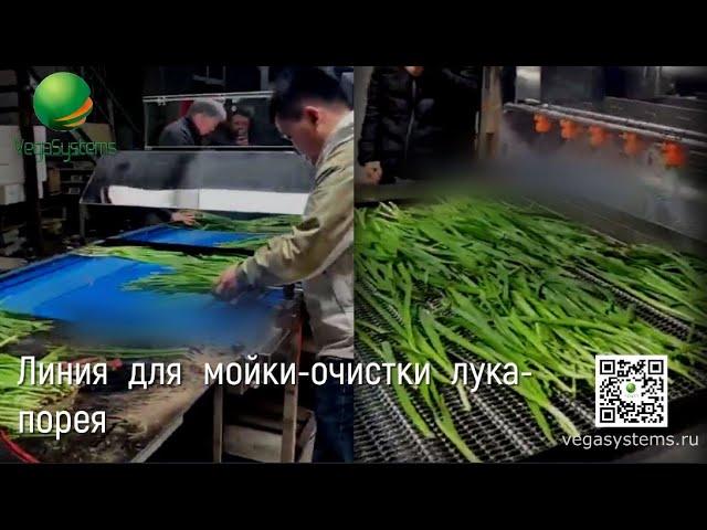 Линия для мойки и очистки лука порея | Производственные линии