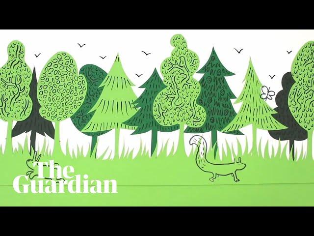 Rewilding made simple: an animated guide