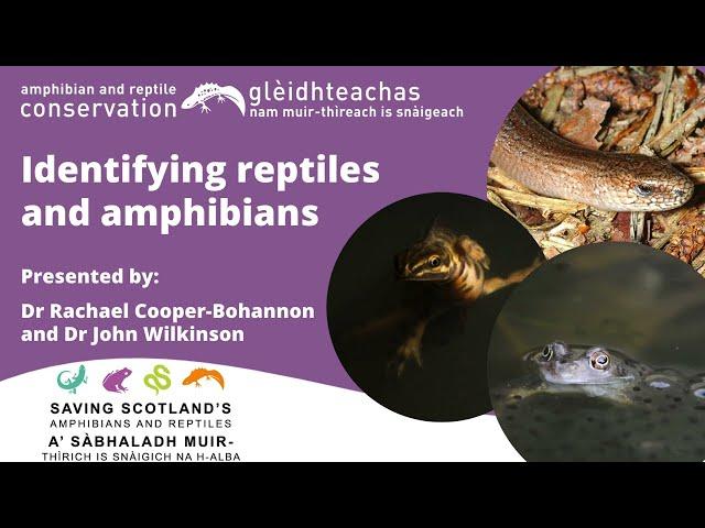 Identifying reptiles and amphibians