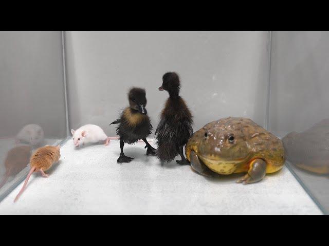 Giant African Bullfrog | Warning Live Feeding.