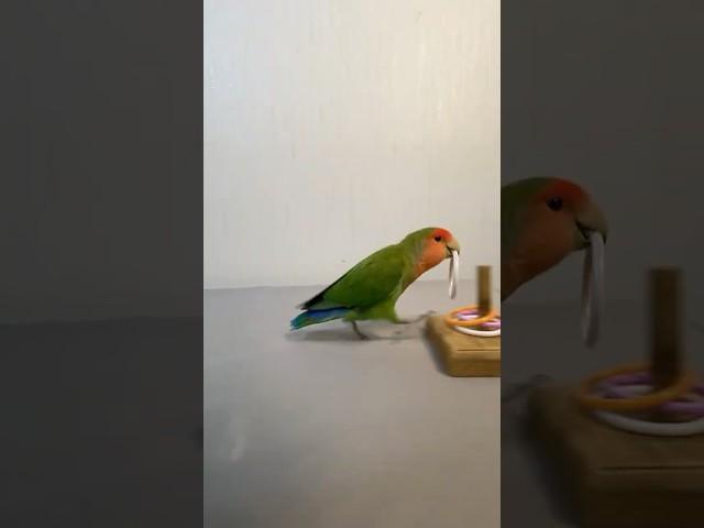 Happy parrot steps#cute #smartparrots  #pets #parrot  #talkingparot