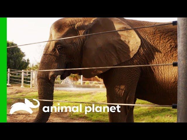 Elderly Elephant Gets Acupuncture Treatment For Arthritis | The Zoo: San Diego