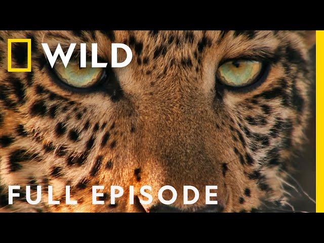 Following the Jade Eyed Leopard (Full Episode SPECIAL) | Nat Geo Wild