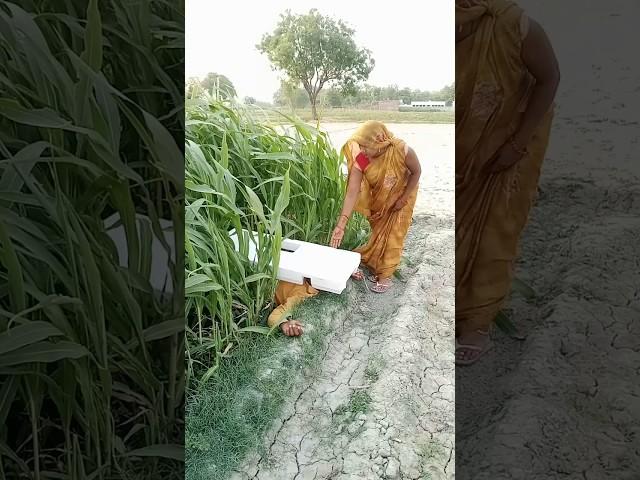 #shorts #shortvideo #shortsfeed #Suman Bhauji