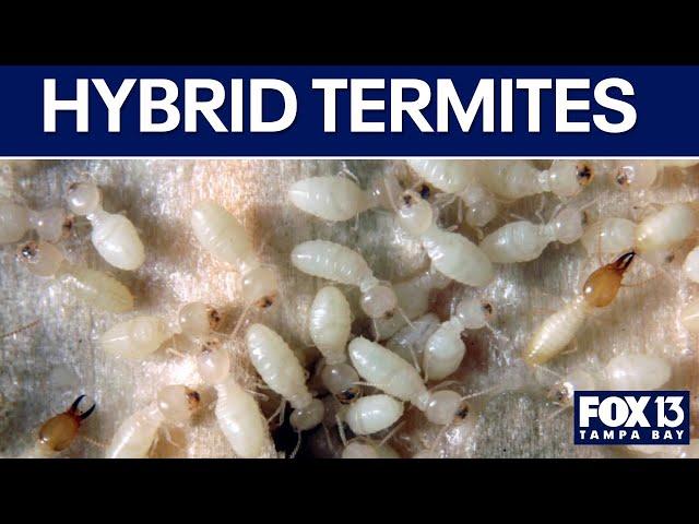 Hybrid termites breeding in Florida