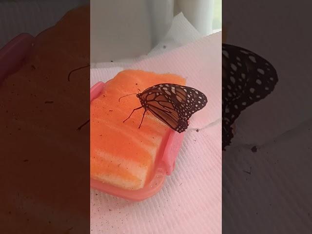 How to Raise Monarch Butterflies.com.    The easiest  most natural way