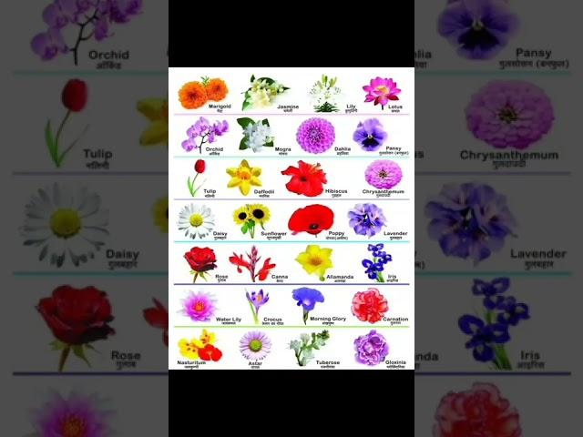 learn  flowers name in ENGLISH with its HINDI meaning ll