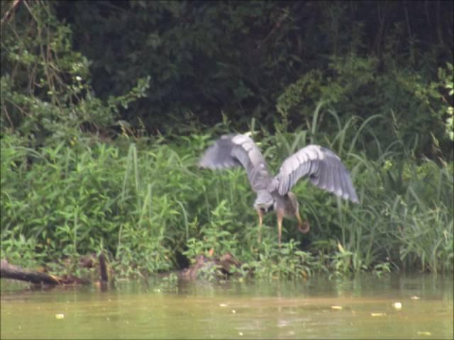 Crane vs Snake