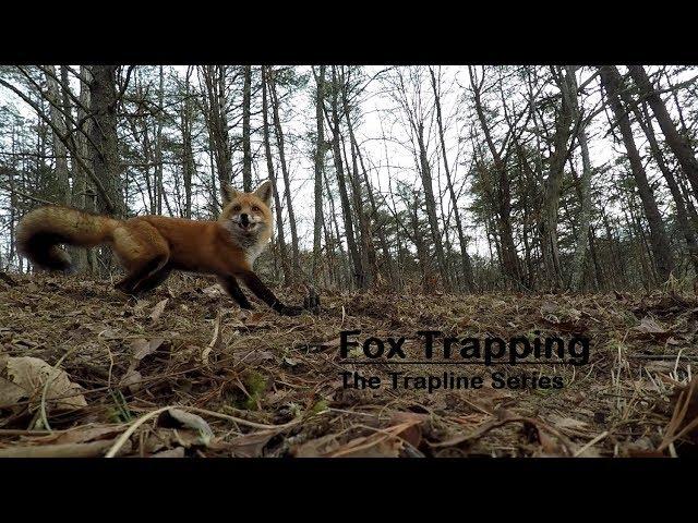 Trapline Series: Fox Trapping