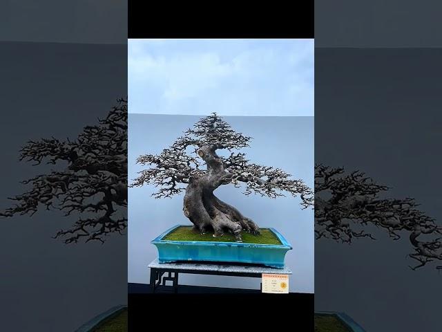 首届岭南盆景展, 各种各样盆景造型应有尽有