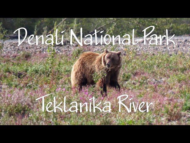 Denali National Park: Teklanika River, Alaska