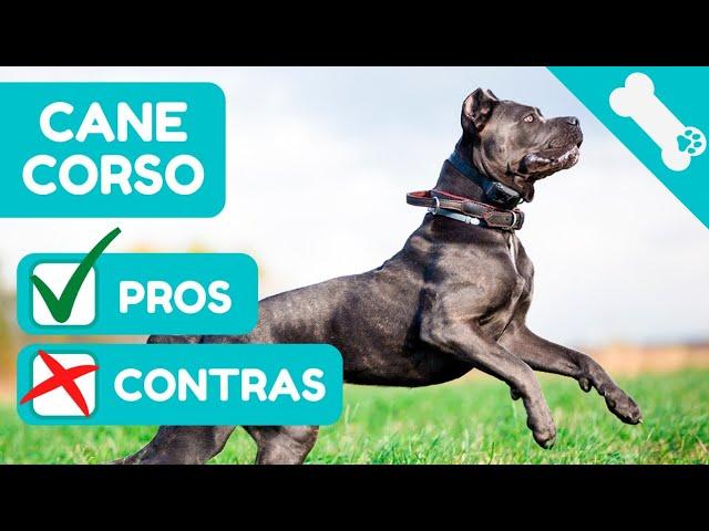 ADVANTAGES and DISADVANTAGES of owning a CANE CORSO  PROS  CONS of CANE CORSO Dogs