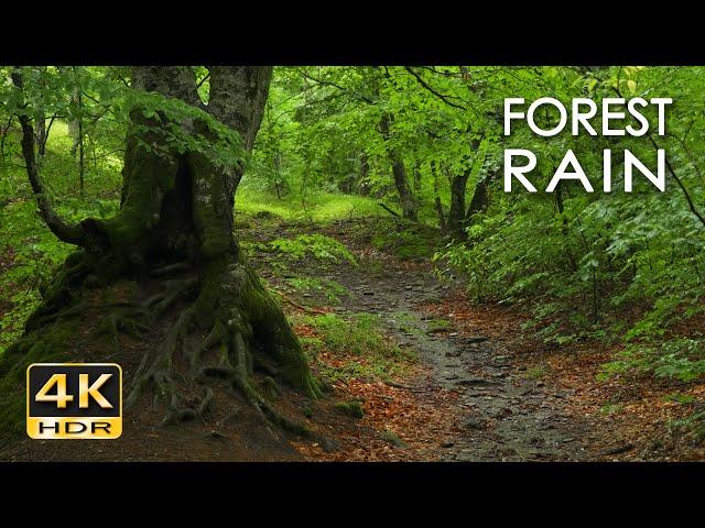 4K HDR Forest Rain - Rain Sounds for Sleep & Relaxation - 10 Hours - Raindrops on Fresh Green Leaves