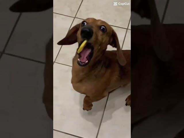 cute dog eats lemon! #shorts  #viral  #dogs  #doglover