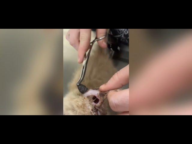 Removing larvae from cat's ear