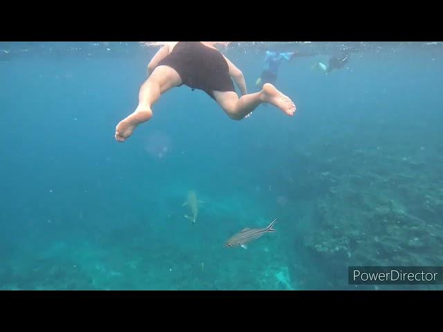 FIJI - Barefoot Kuata Reef Shark snorkel cruise